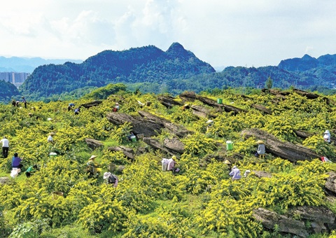 重庆秀山：一朵山银花，，绽放19亿元综合产值
